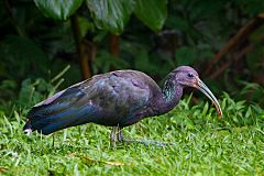 Green Ibis